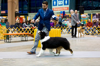 Dogshow 2015-01-31 ChicagoIntl--175420-2