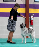 Dogshow 2024-06-30 NEINEA Candids--103619