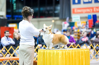 Dogshow 2015-01-31 ChicagoIntl--183210