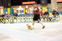 Dogshow 2015-01-31 ChicagoIntl--182817
