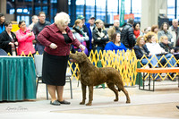Dogshow 2015-01-31 ChicagoIntl--154724-2