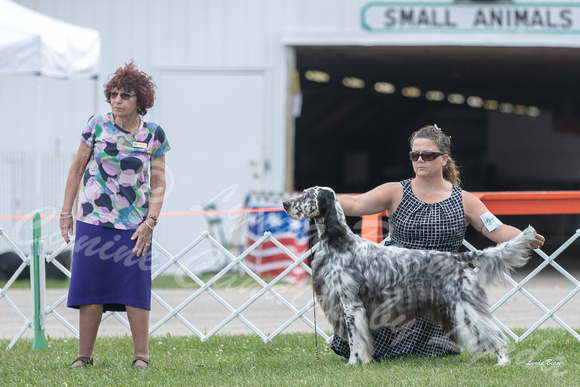Dogshow 2018-07-31 Burlington WI KC Day 2--154623