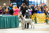 Dogshow 2015-01-31 ChicagoIntl--154644
