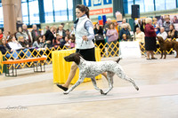 Dogshow 2015-01-31 ChicagoIntl--154616-2