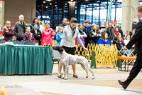 Dogshow 2015-01-31 ChicagoIntl--154611