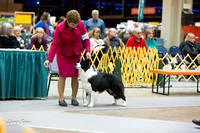 Dogshow 2015-01-31 ChicagoIntl--175833