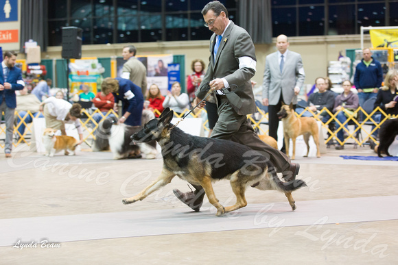 Dogshow 2015-01-31 ChicagoIntl--180241