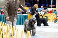 Dogshow 2015-01-31 ChicagoIntl--175935
