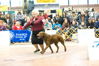 Dogshow 2015-01-31 ChicagoIntl--154743
