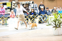 Dogshow 2015-01-31 ChicagoIntl--183225