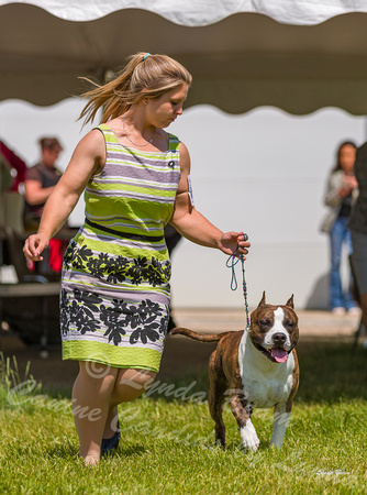 Dogshow 2022-06-19 Northeastern Illinois Kennel Club--134635