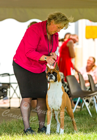 Dogshow 2022-06-19 Northeastern Illinois Kennel Club--135257-4