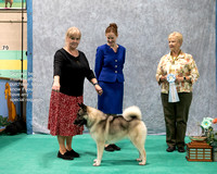 Dogshow 2023-07-01 NEINEA Shows 1 and 2--142329-2