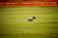 Dogshow 2016-06-11 Oak Creek CAT--105131-3