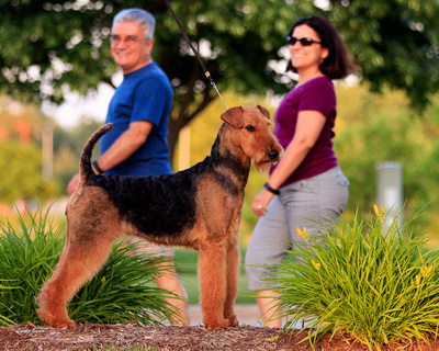 Photo Shoot 2016-06-17 Gracie Airedale--200417