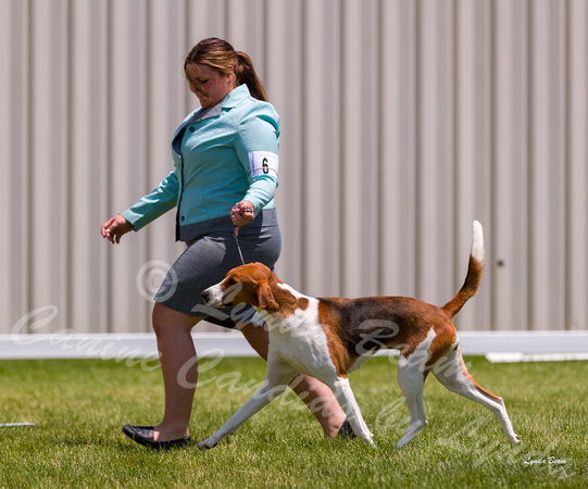 Dogshow 2022-06-19 Northeastern Illinois Kennel Club--124208-4