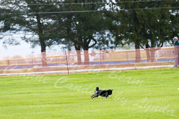 Dogshow 2016-05-14 Oak Creek CAT--092221-3