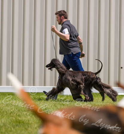 Dogshow 2022-06-19 Northeastern Illinois Kennel Club--123910