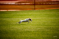 Dogshow 2016-06-11 Oak Creek CAT--105129-3