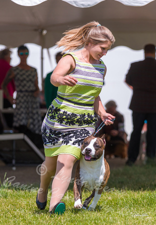 Dogshow 2022-06-19 Northeastern Illinois Kennel Club--133726-3