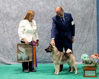 Dogshow 2023-07-01 NEINEA Shows 1 and 2--101337-2