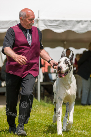 Dogshow 2022-06-19 Northeastern Illinois Kennel Club--131152-3