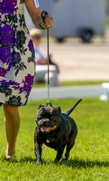 Dogshow 2022-06-17 Northeastern Illinois Kennel Club--143314-2
