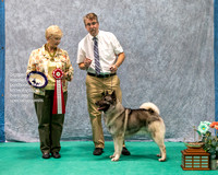 Dogshow 2023-07-01 NEINEA Shows 1 and 2--141750-2