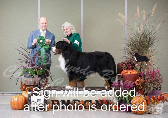 Dogshow 2024-10-26 BMDCNI Day 2--164813