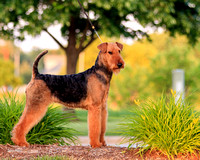 20160617 Gracie the Airedale