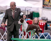 Dogshow 2018-01-25 Grayslake Day 1--161747