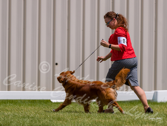 Dogshow 2022-06-19 Northeastern Illinois Kennel Club--130219