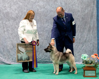 Dogshow 2023-07-01 NEINEA Shows 1 and 2--101335-2