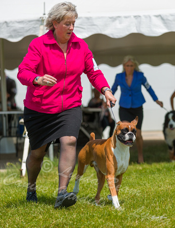 Dogshow 2022-06-19 Northeastern Illinois Kennel Club--132414
