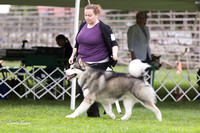 Alaskan Malamutes - Racine KC, 13 August 2012