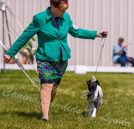 Dogshow 2022-06-19 Northeastern Illinois Kennel Club--134023
