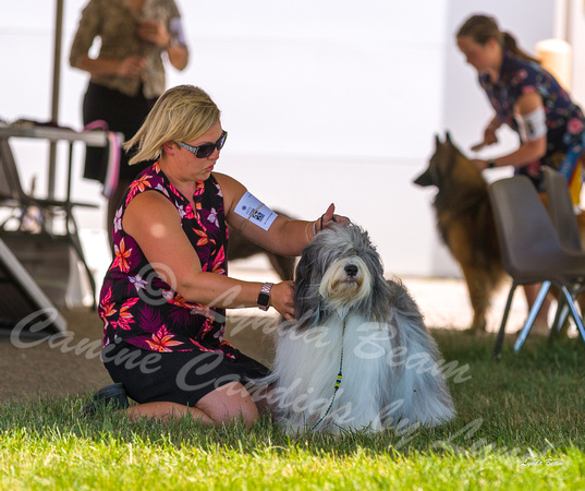 Dogshow 2022-06-19 Northeastern Illinois Kennel Club--123414