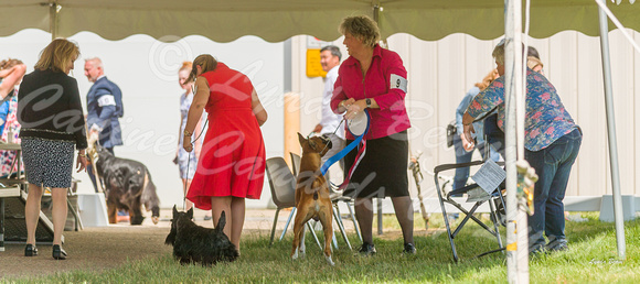 Dogshow 2022-06-19 Northeastern Illinois Kennel Club--140039-2