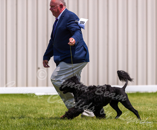 Dogshow 2022-06-19 Northeastern Illinois Kennel Club--131947-4
