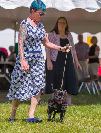 Dogshow 2022-06-19 Northeastern Illinois Kennel Club--133851-3