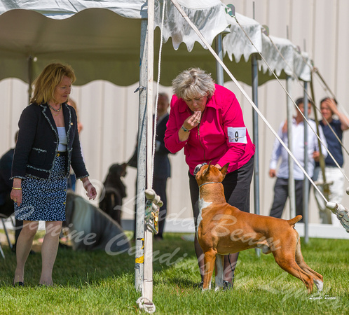 Dogshow 2022-06-19 Northeastern Illinois Kennel Club--135408