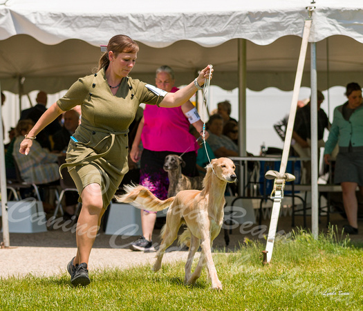 Dogshow 2022-06-19 Northeastern Illinois Kennel Club--123904-2