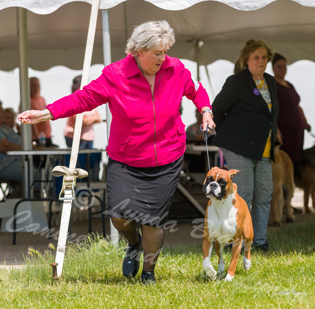 Dogshow 2022-06-19 Northeastern Illinois Kennel Club--131524