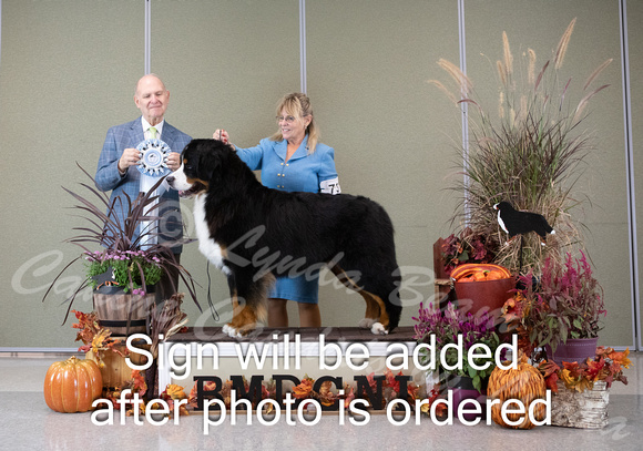 Dogshow 2024-10-26 BMDCNI Day 2--165540