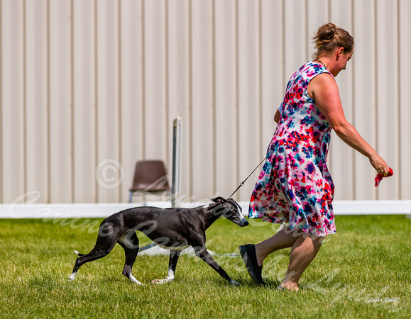 Dogshow 2022-06-19 Northeastern Illinois Kennel Club--135548