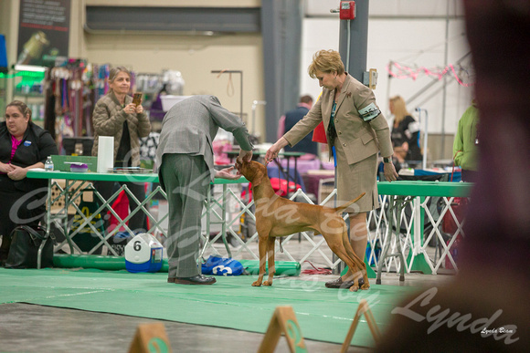 Dogshow 2018-01-26 Grayslake Day 2--174724-2