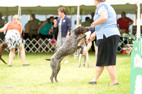 20170716 Pointers (German Shorthaired) Partial