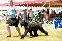 20170730 Black Russian Terriers (Partial)