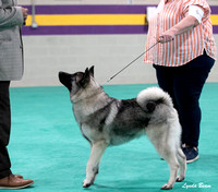 Dogshow 2024-06-29 NEINEA Candids--123030-2