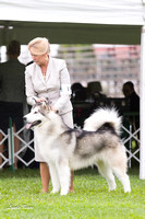 Alaskan Malamutes - Racine KC, 13 August 2012
